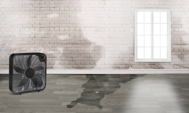 Best Water damage contractors near me  in Lightstreet, PA